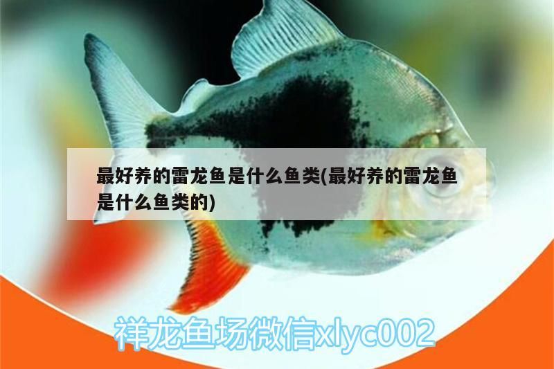 最好養(yǎng)的雷龍魚(yú)是什么魚(yú)類(lèi)(最好養(yǎng)的雷龍魚(yú)是什么魚(yú)類(lèi)的)