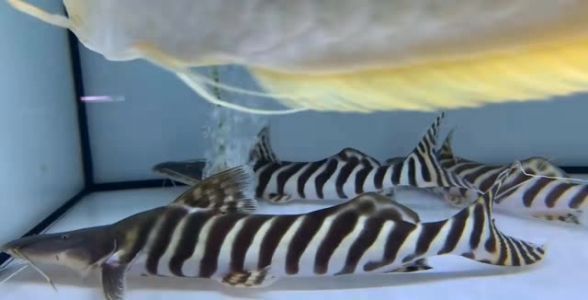 瀘州魚缸價格查詢表最新消息（瀘州哪里有賣水缸的）