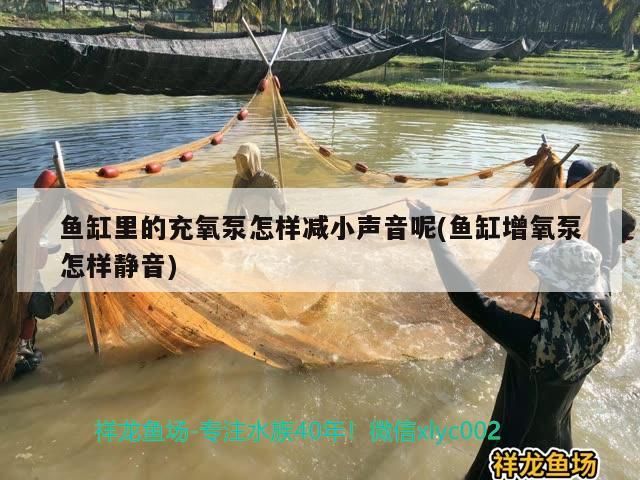魚(yú)缸里的充氧泵怎樣減小聲音呢(魚(yú)缸增氧泵怎樣靜音)