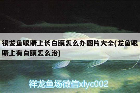 銀龍魚眼睛上長白膜怎么辦圖片大全(龍魚眼睛上有白膜怎么治)