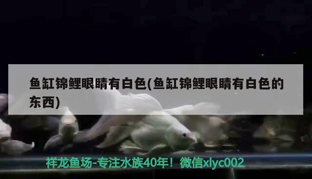 魚缸錦鯉眼睛有白色(魚缸錦鯉眼睛有白色的東西)
