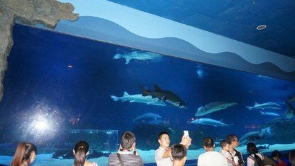 北戴河有水族館嗎（北戴河新澳海底世界游玩攻略）