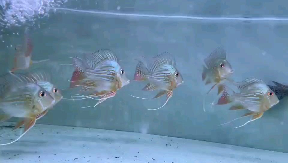 正品元寶鳳凰魚看背部是否高直