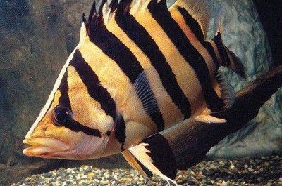 蘇虎魚最佳生長水溫
