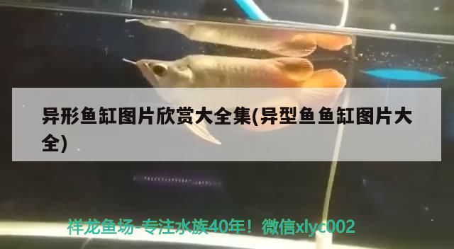 異形魚缸圖片欣賞大全集(異型魚魚缸圖片大全)