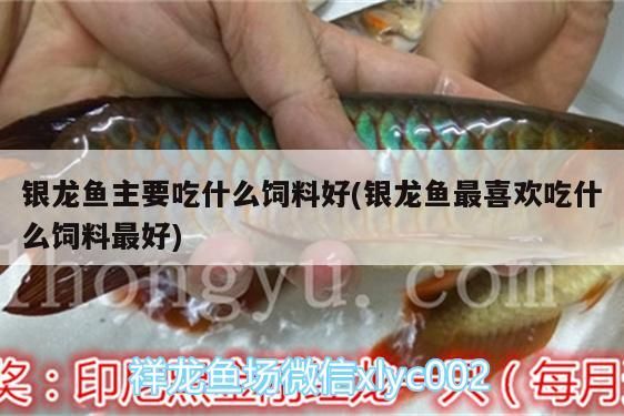 銀龍魚(yú)主要吃什么飼料好(銀龍魚(yú)最喜歡吃什么飼料最好)