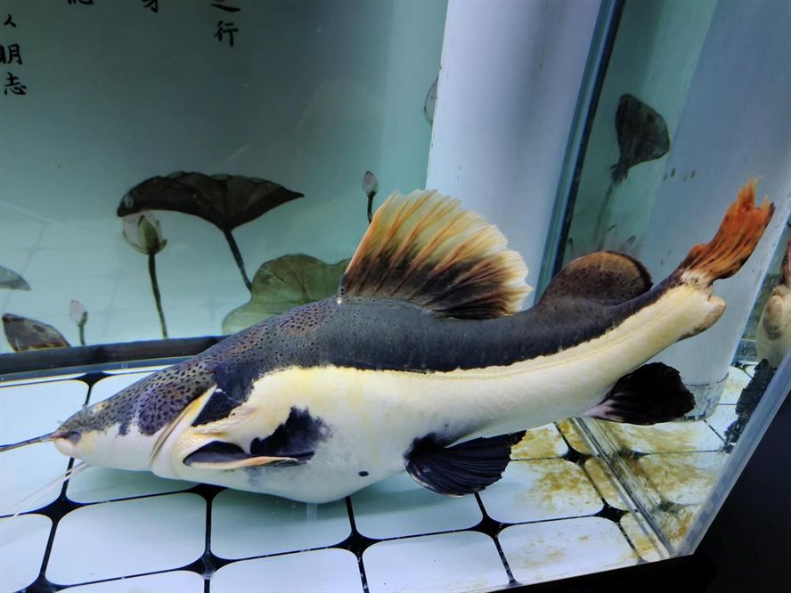 觀賞魚漂浮還活著怎么辦（觀賞魚漂浮是因?yàn)槿毖酢Ⅵw部受損、水質(zhì)差、失漂等誤區(qū)）