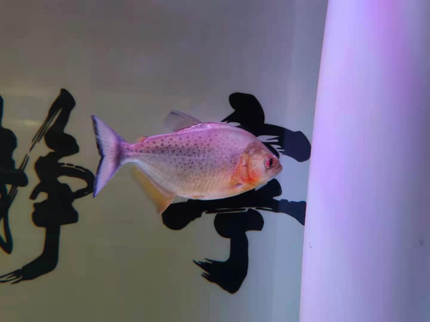 觀賞魚漂浮還活著怎么辦（觀賞魚漂浮是因?yàn)槿毖酢Ⅵw部受損、水質(zhì)差、失漂等誤區(qū)）