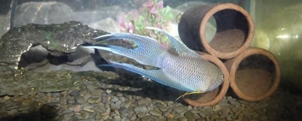 觀賞魚漂浮還活著怎么辦（觀賞魚漂浮是因為缺氧、鰓部受損、水質(zhì)差、失漂等誤區(qū)）