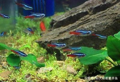 常見熱帶小型觀賞魚類：哪些品種的魚適合養在水族箱中？