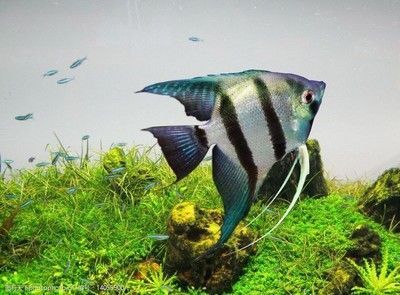 過背金龍魚市場行情，過背金龍魚養(yǎng)殖技術(shù)有哪些過背金龍魚的養(yǎng)殖技術(shù)有哪些