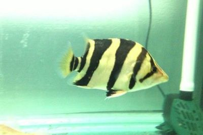 虎魚喂泥鰍好還是蝦好：虎魚喂泥鰍好還是蝦好呢？