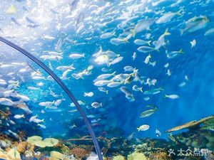 水族館兒（上海海洋水族館如何模擬海洋環境水族館教育活動內容介紹）
