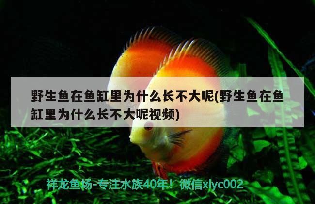 龍騰四海魚缸怎么樣(龍騰四海魚缸怎么樣好養(yǎng)嗎)