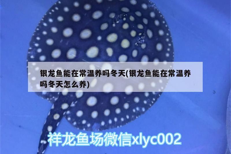 銀龍魚能在常溫養嗎冬天(銀龍魚能在常溫養嗎冬天怎么養)
