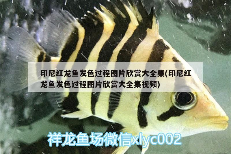 印尼紅龍魚發色過程圖片欣賞大全集(印尼紅龍魚發色過程圖片欣賞大全集視頻)