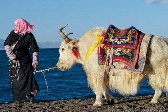 迪慶藏族自治州龍魚vs迪慶藏族自治州水族批發(fā)市場vs迪慶藏族自治州水族館vs迪慶藏族自治州魚缸批發(fā)市場vs祥龍魚場：迪慶藏族自治州水族批發(fā)市場地址迪慶藏族自治州魚缸品牌排行