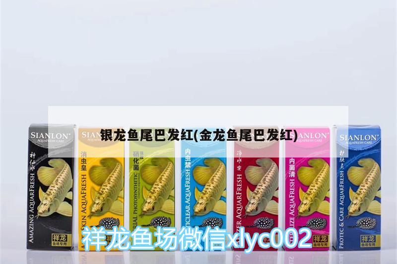 銀龍魚尾巴發紅(金龍魚尾巴發紅)