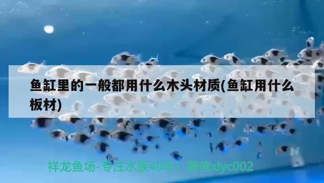 魚(yú)缸里的一般都用什么木頭材質(zhì)(魚(yú)缸用什么板材)