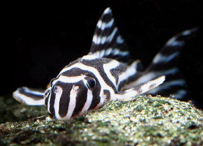 紫羅蘭金龍魚好養嗎視頻：紫羅蘭金龍魚，養殖之難與易的深度剖析