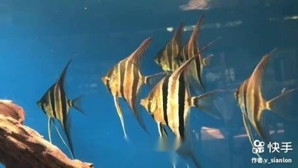 龍魚爛鰓是什么原因vs祥龍魚場:如何選擇健康的龍魚 vs祥龍魚場 第1張 龍魚爛鰓是什么原因vs祥龍魚場:如何選擇健康的龍魚 龍魚爛鰓是什么原因vs祥龍魚場:如何選擇健康的龍魚 vs祥龍魚場 第1張