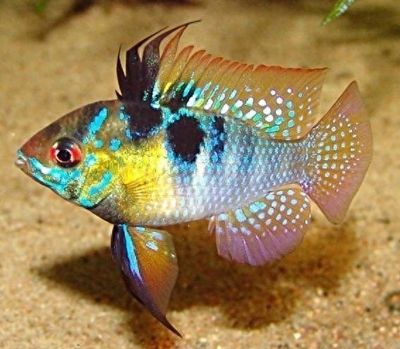 元寶鳳凰魚(yú)能活多少年的壽命：元寶鳳凰魚(yú)的壽命一般為6個(gè)月至大約1年，其壽命受多種因素影響