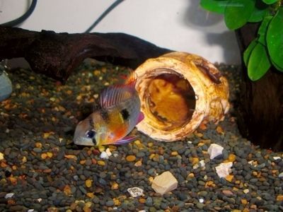 元寶鳳凰魚能活多少年的壽命：元寶鳳凰魚的壽命一般為6個(gè)月至大約1年，其壽命受多種因素影響