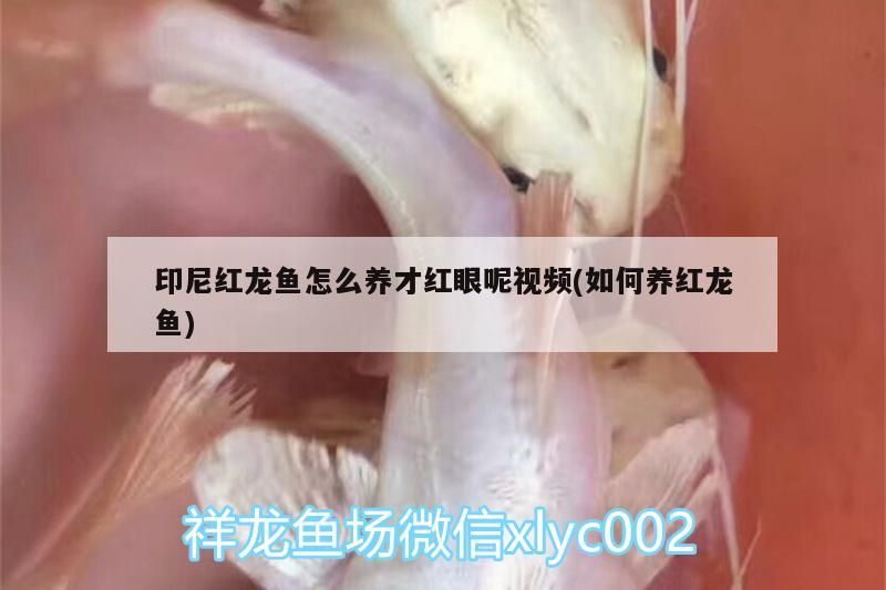 印尼紅龍魚怎么養才紅眼呢視頻(如何養紅龍魚)