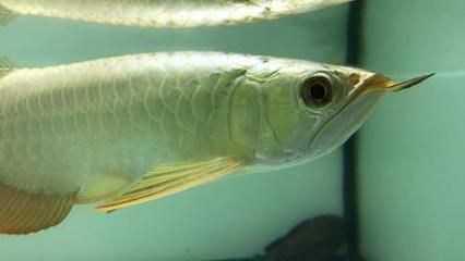 龍魚的養法vs祥龍魚場：龍魚養殖場與個人養殖方法探討不同環境條件下的龍魚養殖效果
