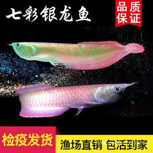 白銀龍魚vs白銀水族批發市場vs白銀水族館vs白銀魚缸批發市場vs祥龍魚場：白銀地區的主要水族市場