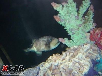 酒泉龍魚vs酒泉水族批發市場vs酒泉水族館vs酒泉魚缸批發市場vs祥龍魚場：酒泉地區與龍魚相關的市場、店鋪、魚場信息