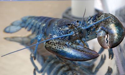 酒泉龍魚vs酒泉水族批發市場vs酒泉水族館vs酒泉魚缸批發市場vs祥龍魚場：酒泉地區與龍魚相關的市場、店鋪、魚場信息