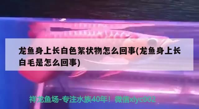 龍魚身上長白色絮狀物怎么回事(龍魚身上長白毛是怎么回事)