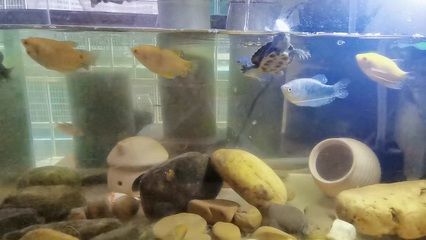 黃金貓魚最佳飼養(yǎng)環(huán)境（黃金貓魚最佳飼養(yǎng)環(huán)境建議：水質(zhì)是黃金貓魚最佳飼養(yǎng)環(huán)境）