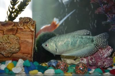 黃金貓魚最佳飼養(yǎng)環(huán)境（黃金貓魚最佳飼養(yǎng)環(huán)境建議：水質(zhì)是黃金貓魚最佳飼養(yǎng)環(huán)境）
