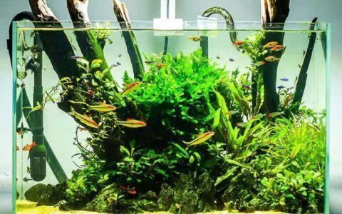 金龍魚幼魚恒溫設(shè)備選擇指南：金龍魚幼魚最佳飼養(yǎng)水溫，如何選擇魚缸加熱棒品牌