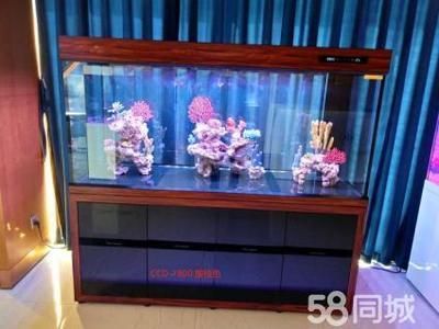 可麗愛魚缸官網(wǎng)專賣店電話號(hào)碼多少，可麗愛魚缸加盟條件查詢智拓實(shí)業(yè)公司地址在哪水族論壇可麗愛魚缸討論