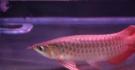 龍魚靠什么辨別食物的方法，龍魚的視覺捕獵技巧