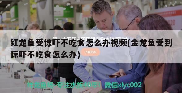 金龍魚不吃食怎么辦vs祥龍魚場：金龍魚不吃食怎么辦