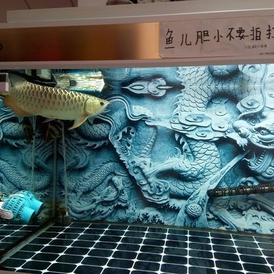 龍魚撞缸后趴缸是什么原因引起的怎么辦vs祥龍魚場：如何預防龍魚撞缸