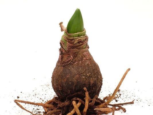 豬鼻龜有多少只眼睛：豬鼻龜能活多大能活多少年豬鼻龜能活多少年呢