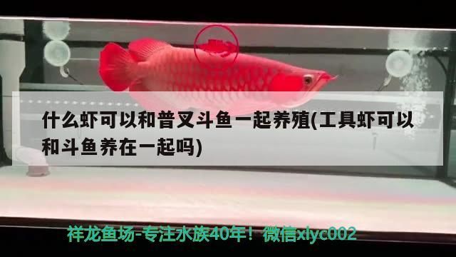 什么蝦可以和普叉斗魚一起養殖(工具蝦可以和斗魚養在一起嗎)