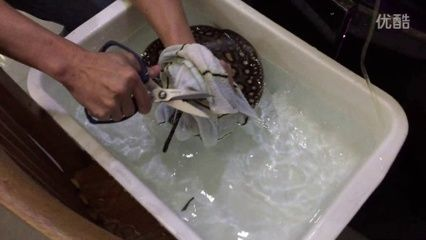 魟魚剪刺魟魚流血：魟魚剪刺和流血的詳細信息[需手動填充][需手動填充]魚剪刺和流血的詳細信息