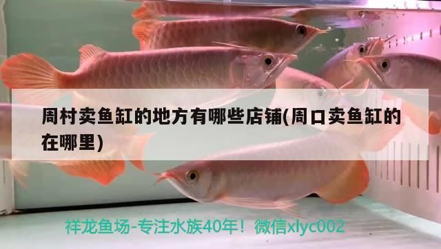 周村賣魚缸的地方有哪些店鋪(周口賣魚缸的在哪里)