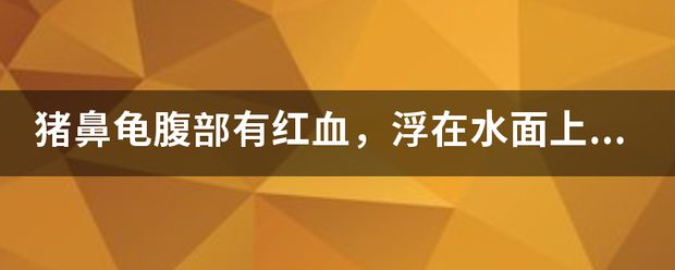 豬鼻龜身上充血：豬鼻龜充血發紅怎么回事，龜頭充血發紅怎么回事