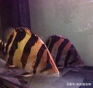 虎魚變黑：虎魚為什么會變黑？