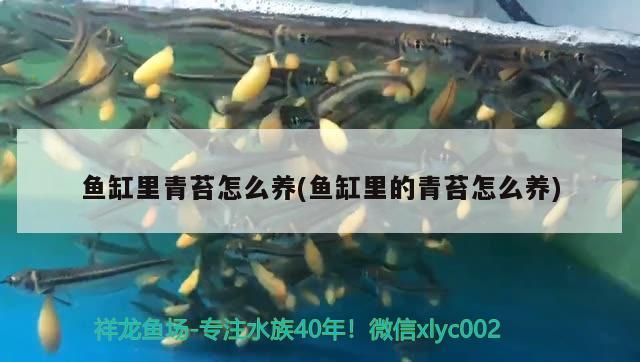 魚缸里青苔怎么養(魚缸里的青苔怎么養)