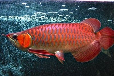 紅龍魚喂養：紅龍魚疾病預防方法分享， 紅龍魚喂養：紅龍魚疾病預防方法分享， 紅龍魚百科 第6張