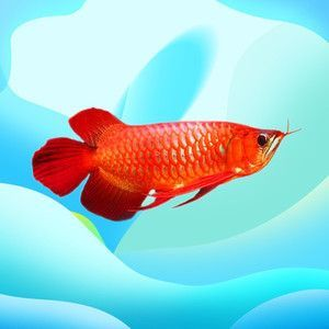 金龍魚微信頭像的好處 龍魚百科 第1張 金龍魚微信頭像的好處 金龍魚微信頭像的好處 龍魚百科 第1張