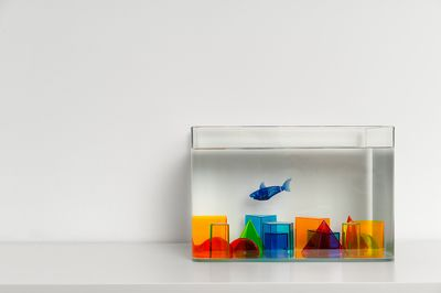魚缸vc放多了怎么辦（魚缸內維生素c放多時，可能會對觀賞魚造成不利影響）